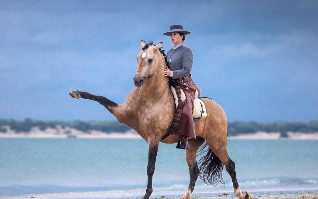 Biennale équestre à Thillombois : le cheval est toujours roi